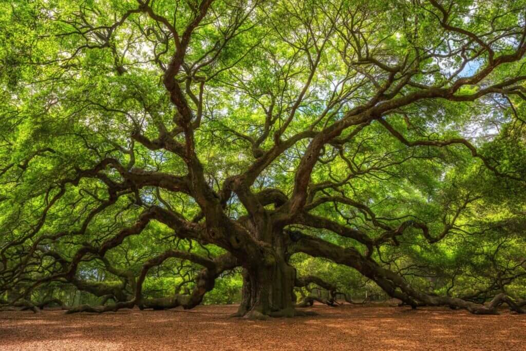 Angel Oak Tree scaled 1 2048x1367 1