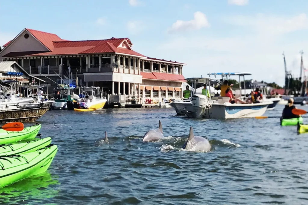 Shem Creek dolphin sighting