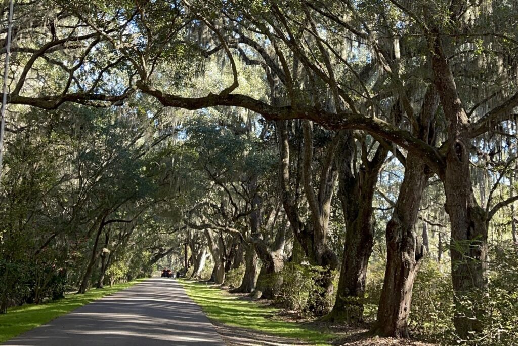 Best Charleston Wedding Venues and How to Handle Transportation for Each 5 Ashley river road